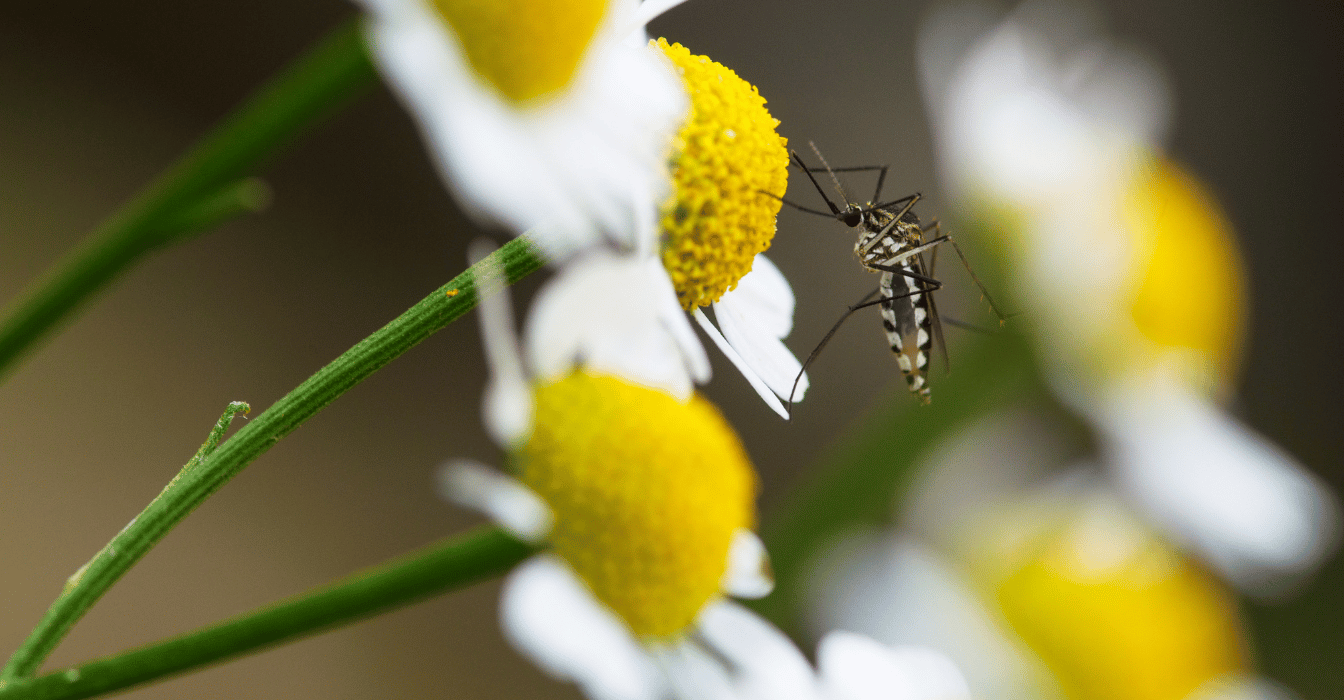 6 rimedi contro le zanzare
